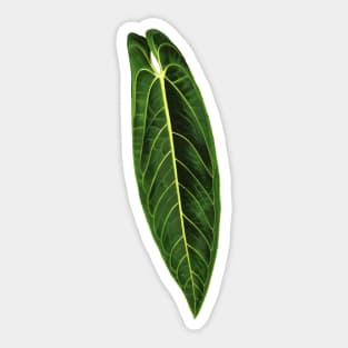 Anthurium warocqueanum leaf - Queen Anthurium botanical illustration Sticker